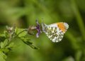 orange-tip, butterfly, flower, beautiful flowers, pollinate, pollination, flower background, winged insect, insect, nature, lepidoptera, wings, antennae, entomology, orange-tip, flower wallpaper, orange-tip, orange-tip, orange-tip, orange-tip