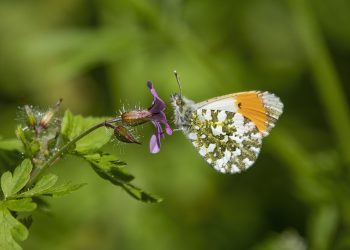 orange-tip, butterfly, flower, beautiful flowers, pollinate, pollination, flower background, winged insect, insect, nature, lepidoptera, wings, antennae, entomology, orange-tip, flower wallpaper, orange-tip, orange-tip, orange-tip, orange-tip