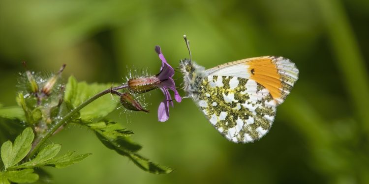 orange-tip, butterfly, flower, beautiful flowers, pollinate, pollination, flower background, winged insect, insect, nature, lepidoptera, wings, antennae, entomology, orange-tip, flower wallpaper, orange-tip, orange-tip, orange-tip, orange-tip